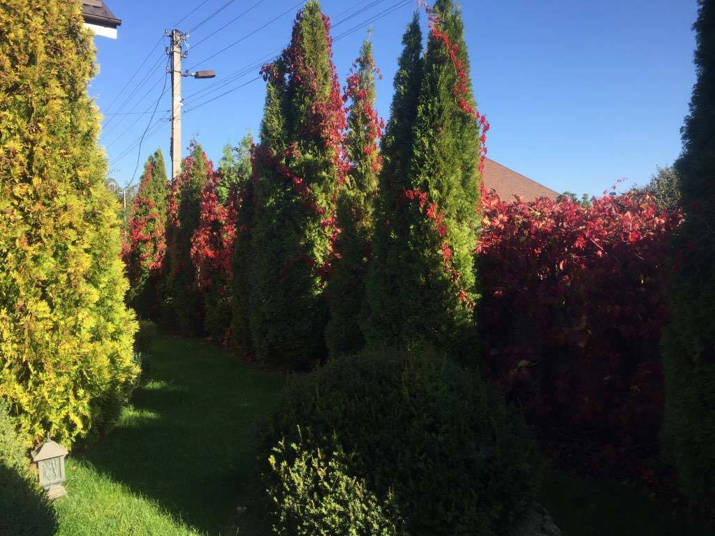 https://tula.mslandshaft.ru/storage/app/uploads/public/642/ac7/ffc/642ac7ffc8598316152773.jpg